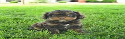 Cavapoo dogs for sale: Lady  - Ad 3