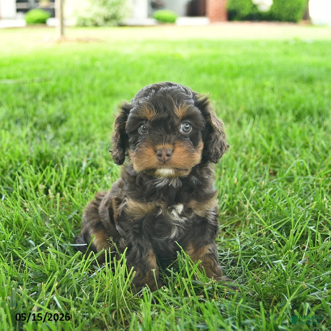 Cavapoo dogs for sale: Lady  - Ad 3