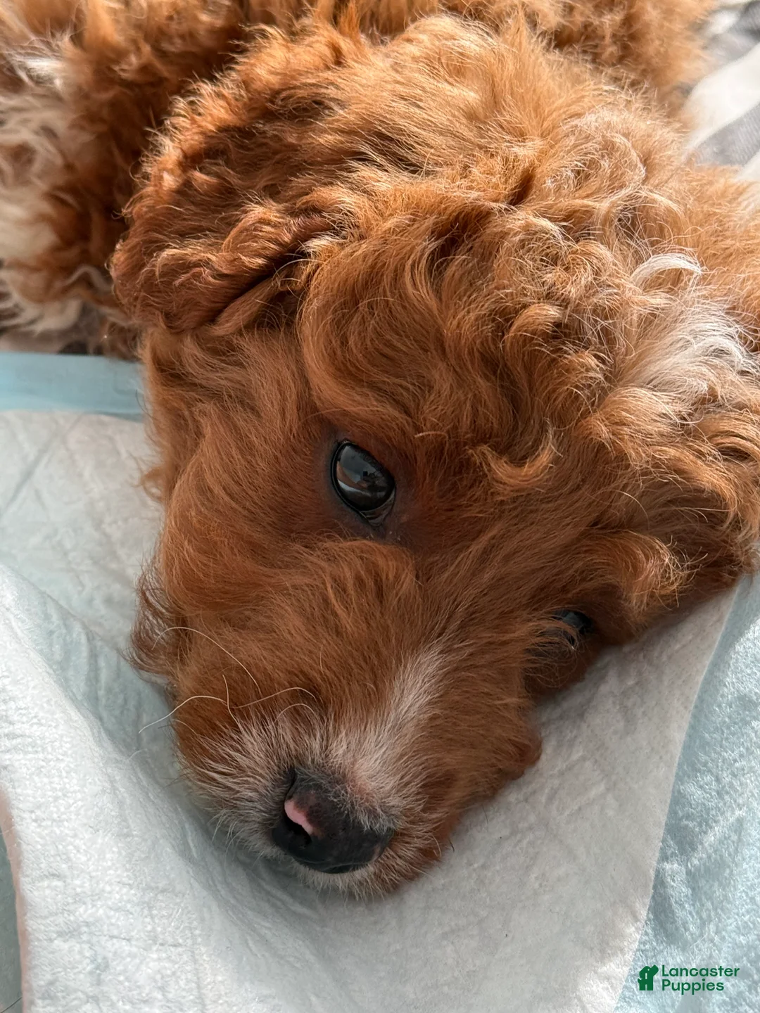 Mini Goldendoodle dogs for sale: Mini Goldendoodle Puppy 1 - Ad 3