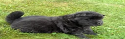 Chow Chow dogs for sale: Isaac - Ad 2