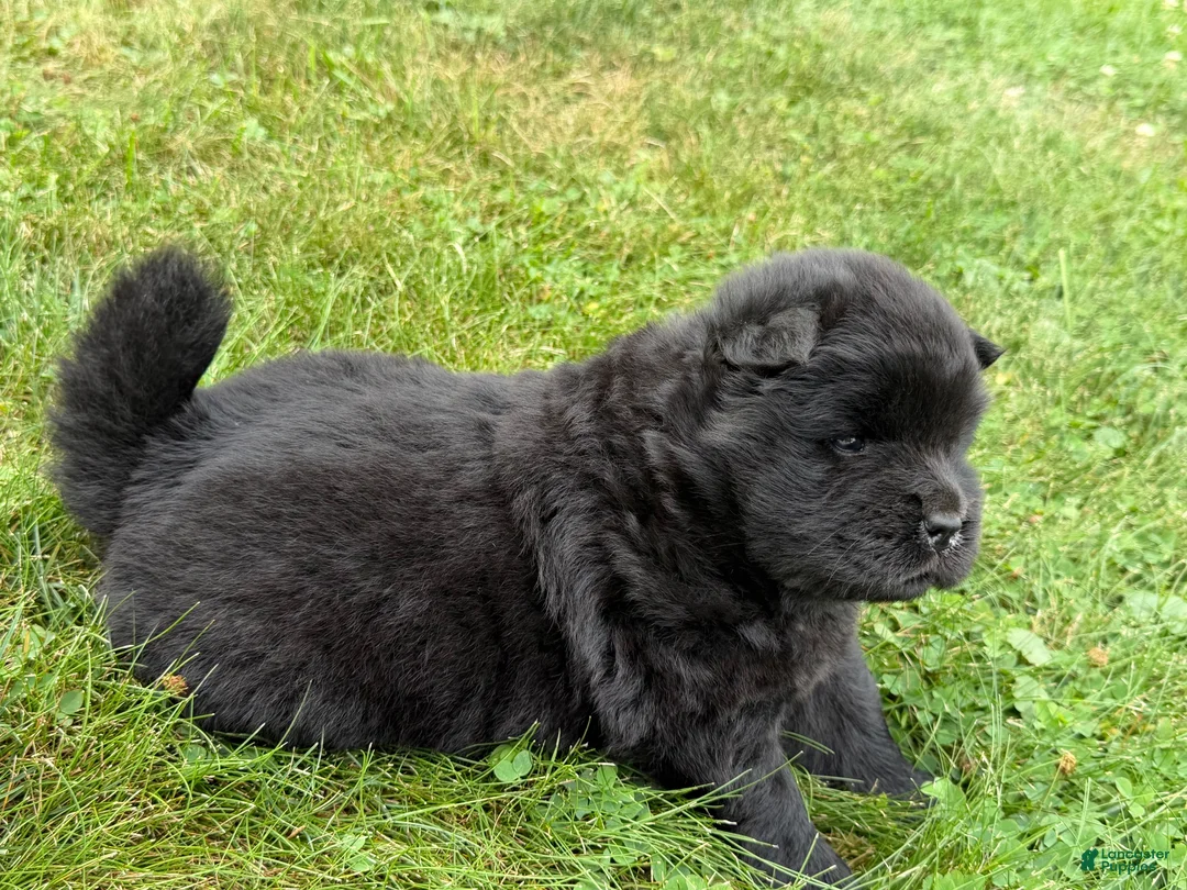 Chow Chow dogs for sale: Isaac - Ad 2