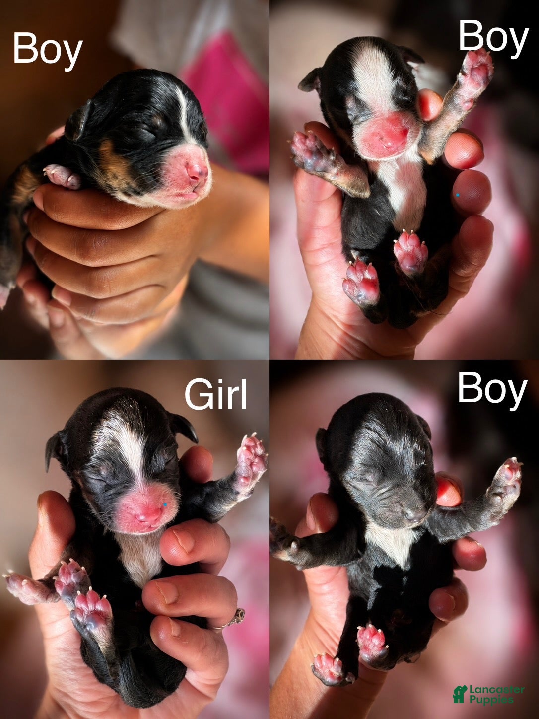 Mixed Breed dogs Mixed Breed 9 - Ad 39