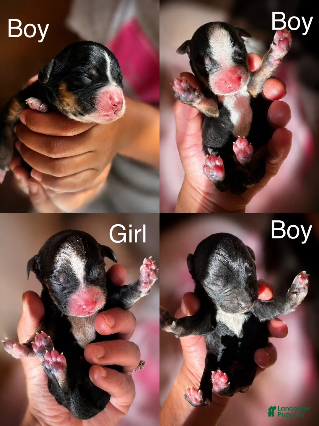 Mixed Breed dogs for sale: Mixed Breed 9 - Ad 1