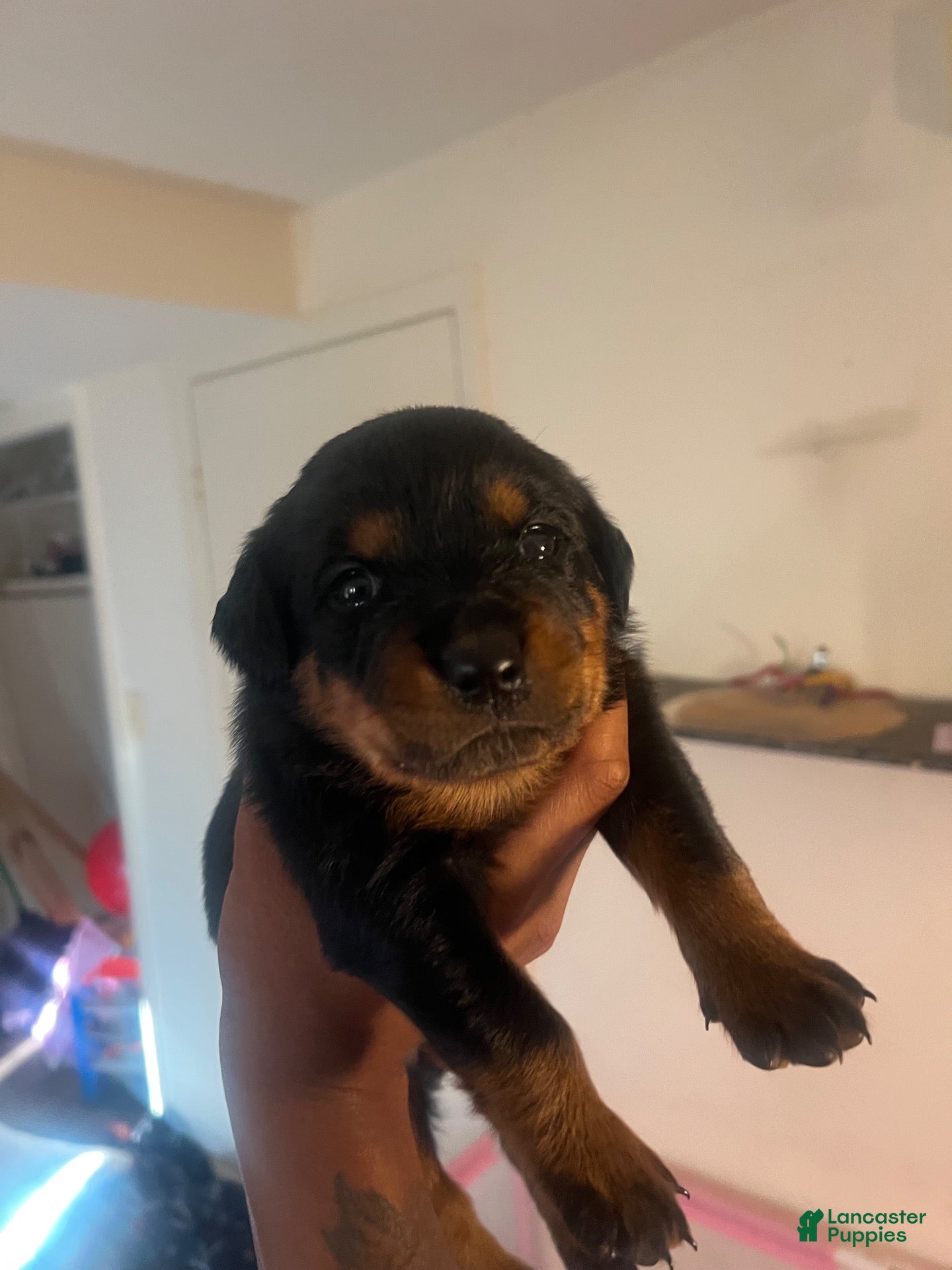 Rottweiler dogs for sale: Rottweiler 5 - Ad 1