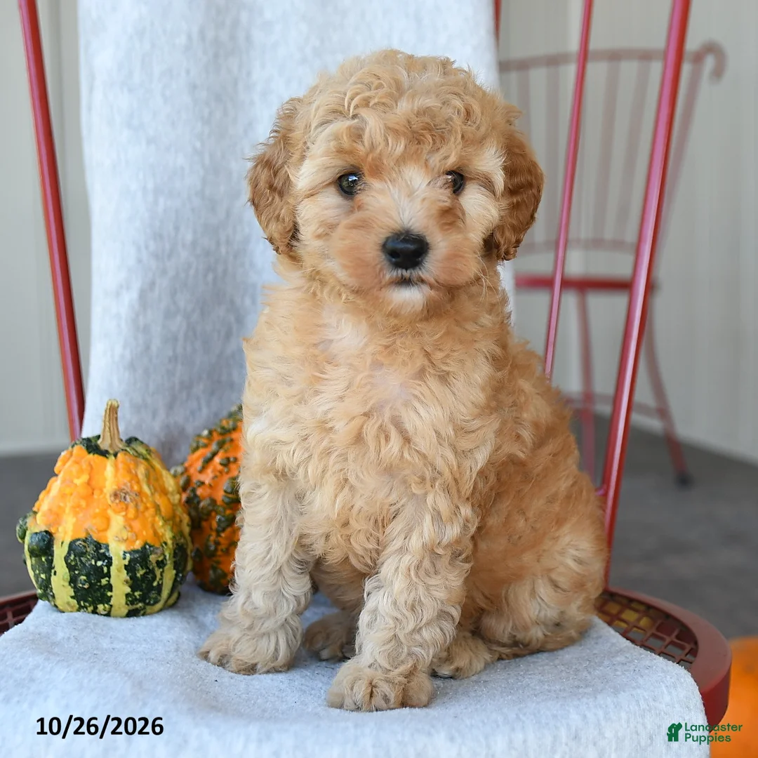 Cockapoo dogs for sale: Rusty - Ad 2