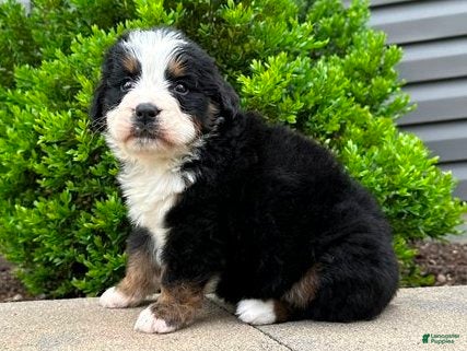 Bernese Mountain Dog dogs Bruno - Ad 1