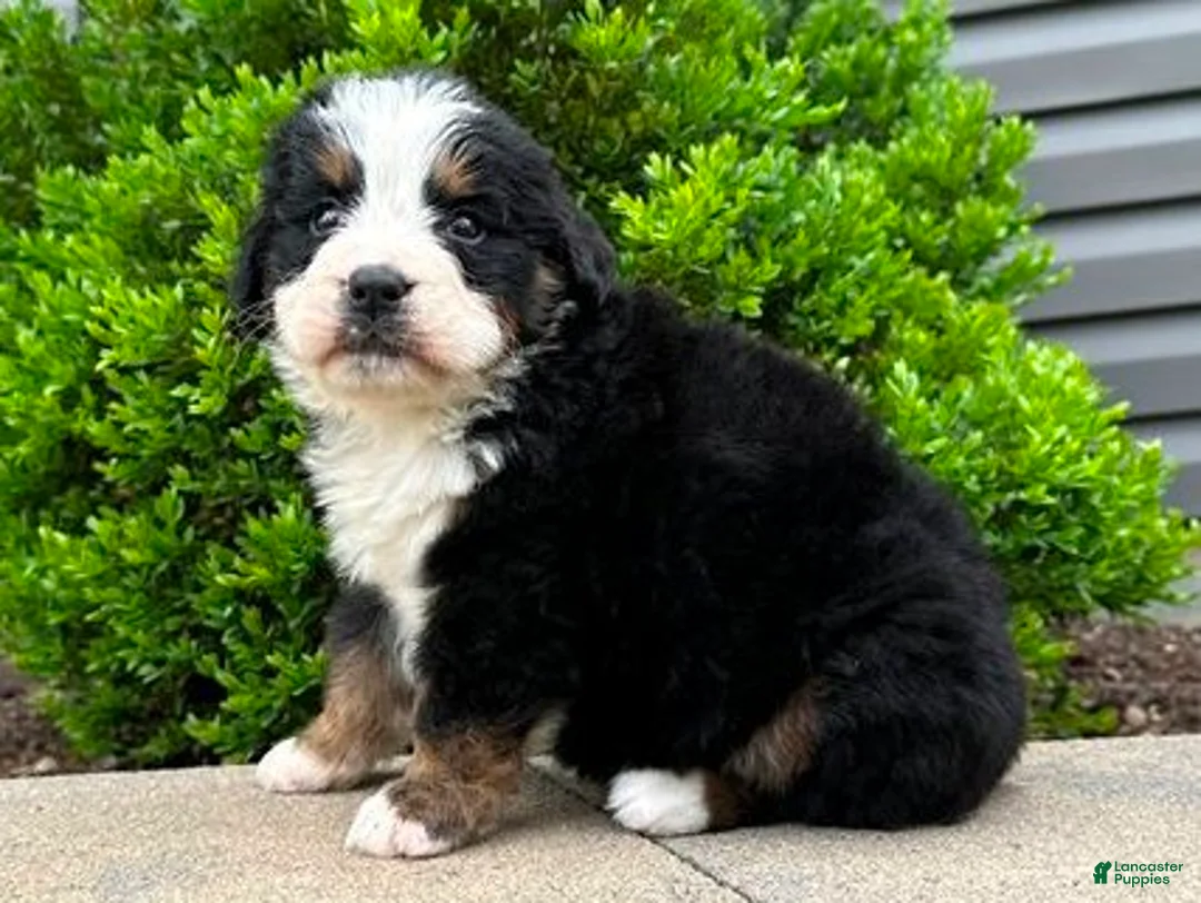 Bernese Mountain Dog dogs for sale: Bruno - Ad 1