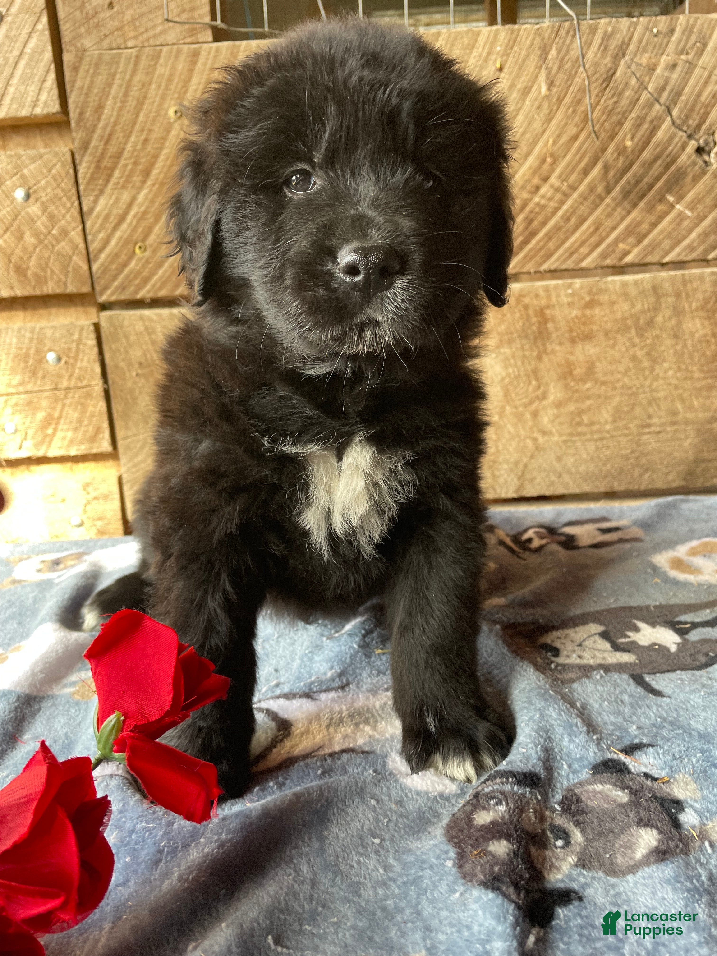 Mixed Breed dogs Bear - Ad 19