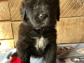 Mixed Breed dogs Bear - Ad 29