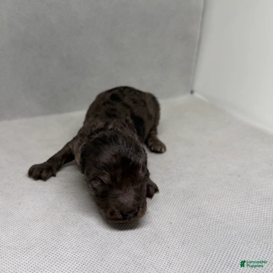 Mini Goldendoodle dogs for sale: Bronnie - Ad 2