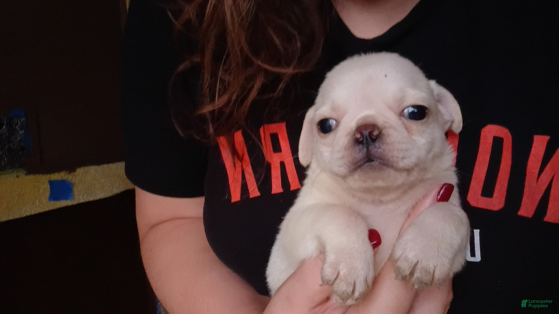 Pug dogs Oden - Ad 42