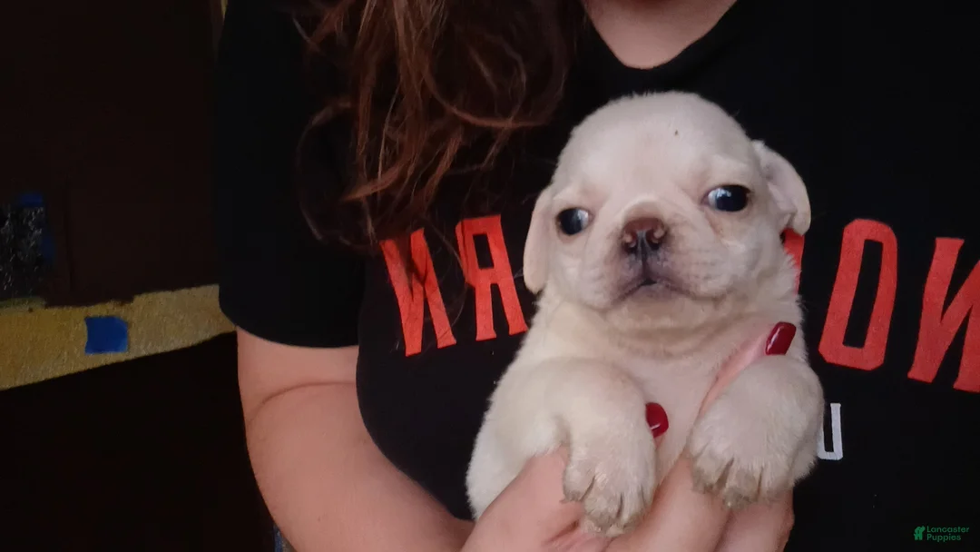 Pug dogs for sale: Oden - Ad 1