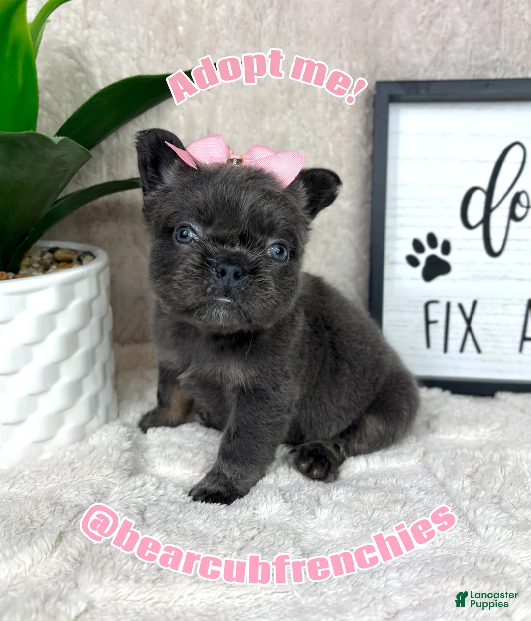 French Bulldog dogs for sale: Blue female  - Ad 6