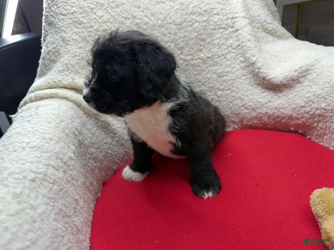 Double Doodle dogs for sale: Double Doodle Puppy 2 - Ad 2