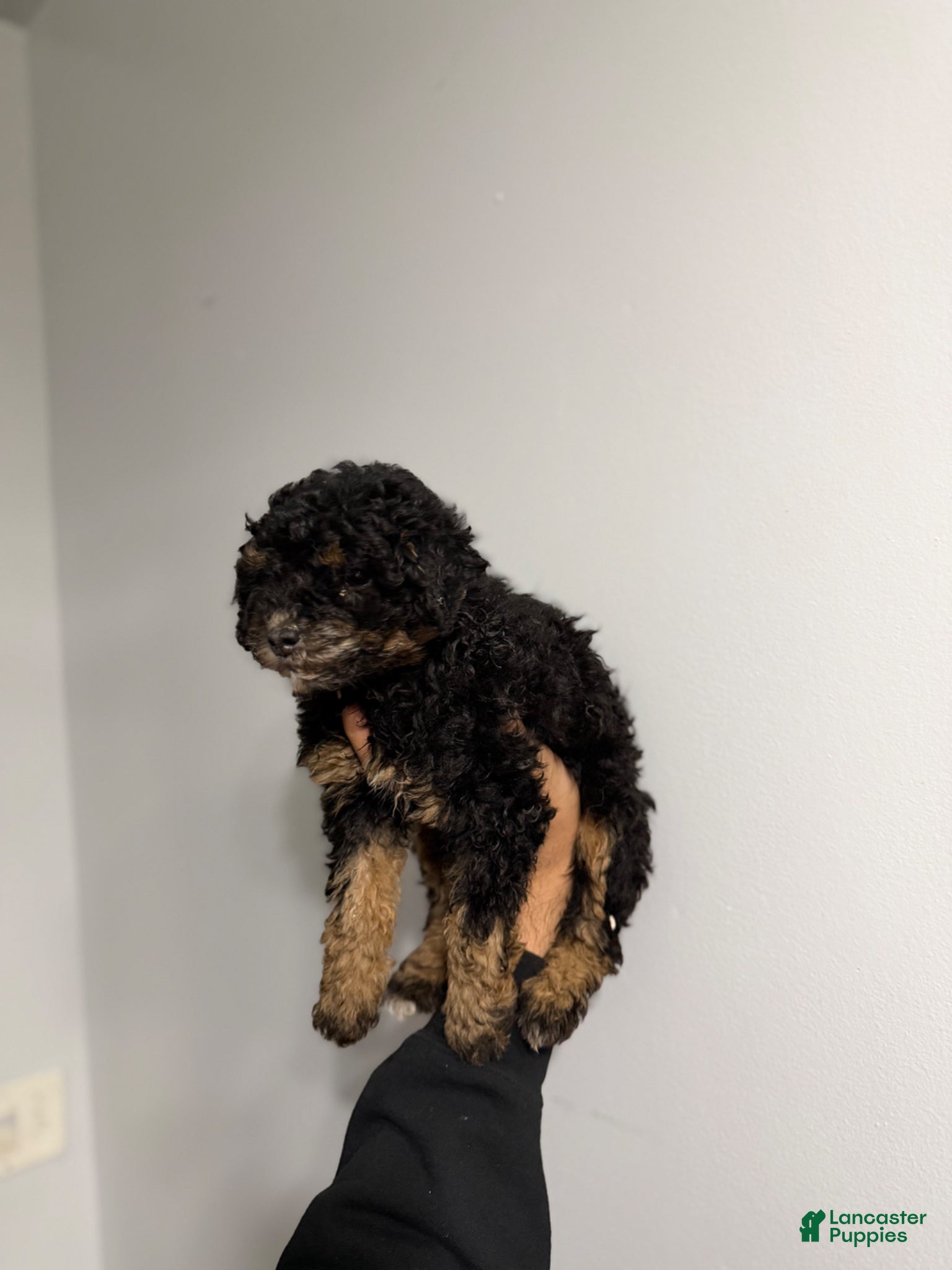 Miniature Poodle dogs Hannah  - Ad 2
