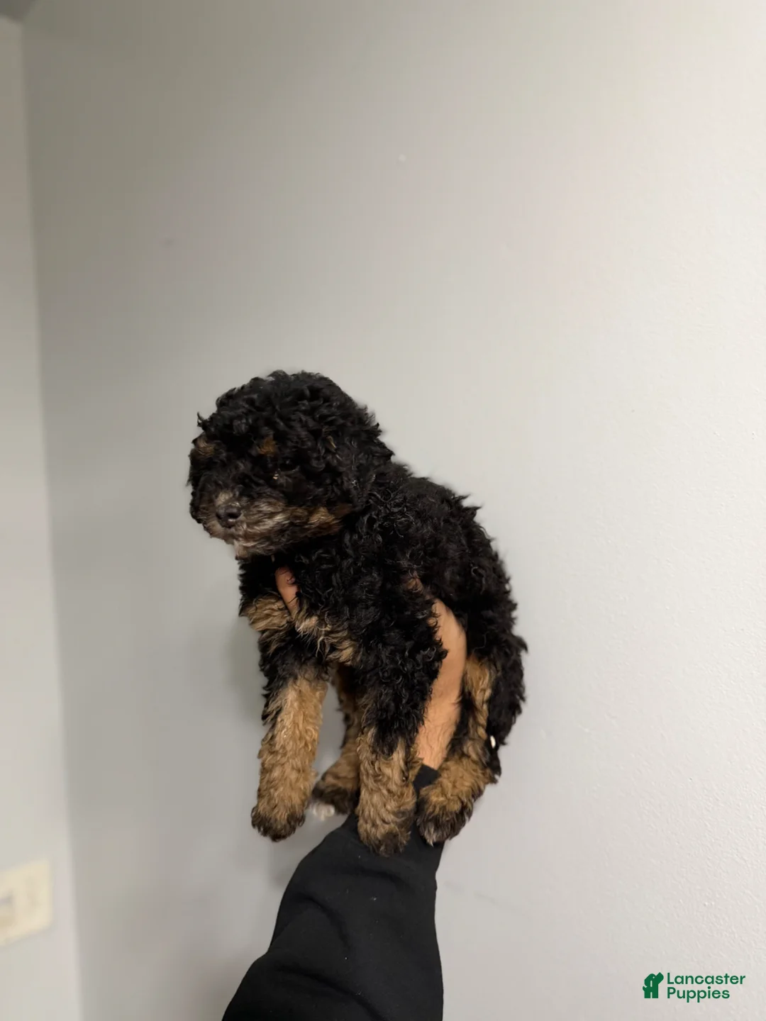 Miniature Poodle dogs for sale: Hannah  - Ad 2
