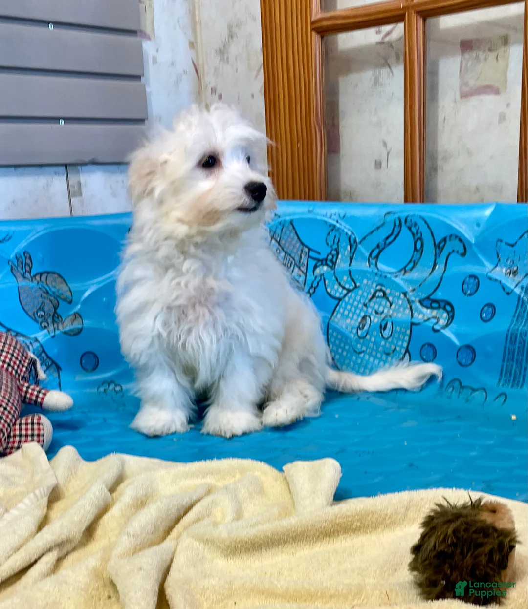 Mixed Breed dogs for sale: Shawn - Ad 6