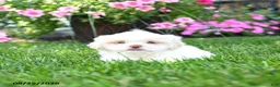 Shih Tzu dogs for sale: Adam - Ad 3