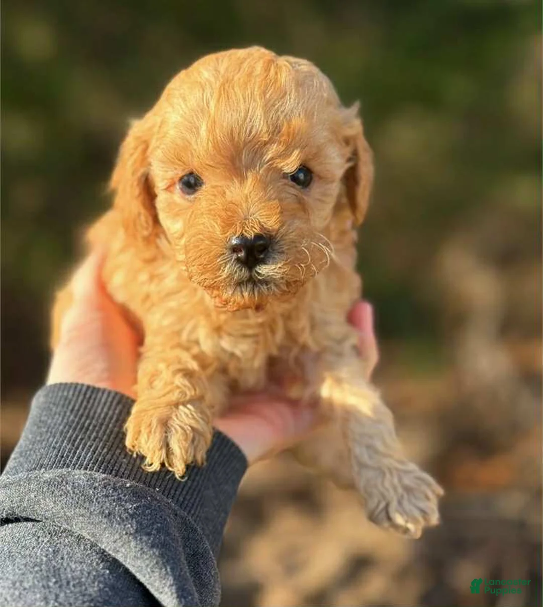 Toy Poodle dogs for sale: Speed - Ad 1