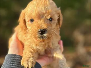 Toy Poodle dogs Speed - Ad 39