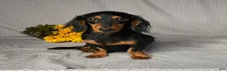 Miniature Dachshund dogs for sale: Caleb - Ad 8