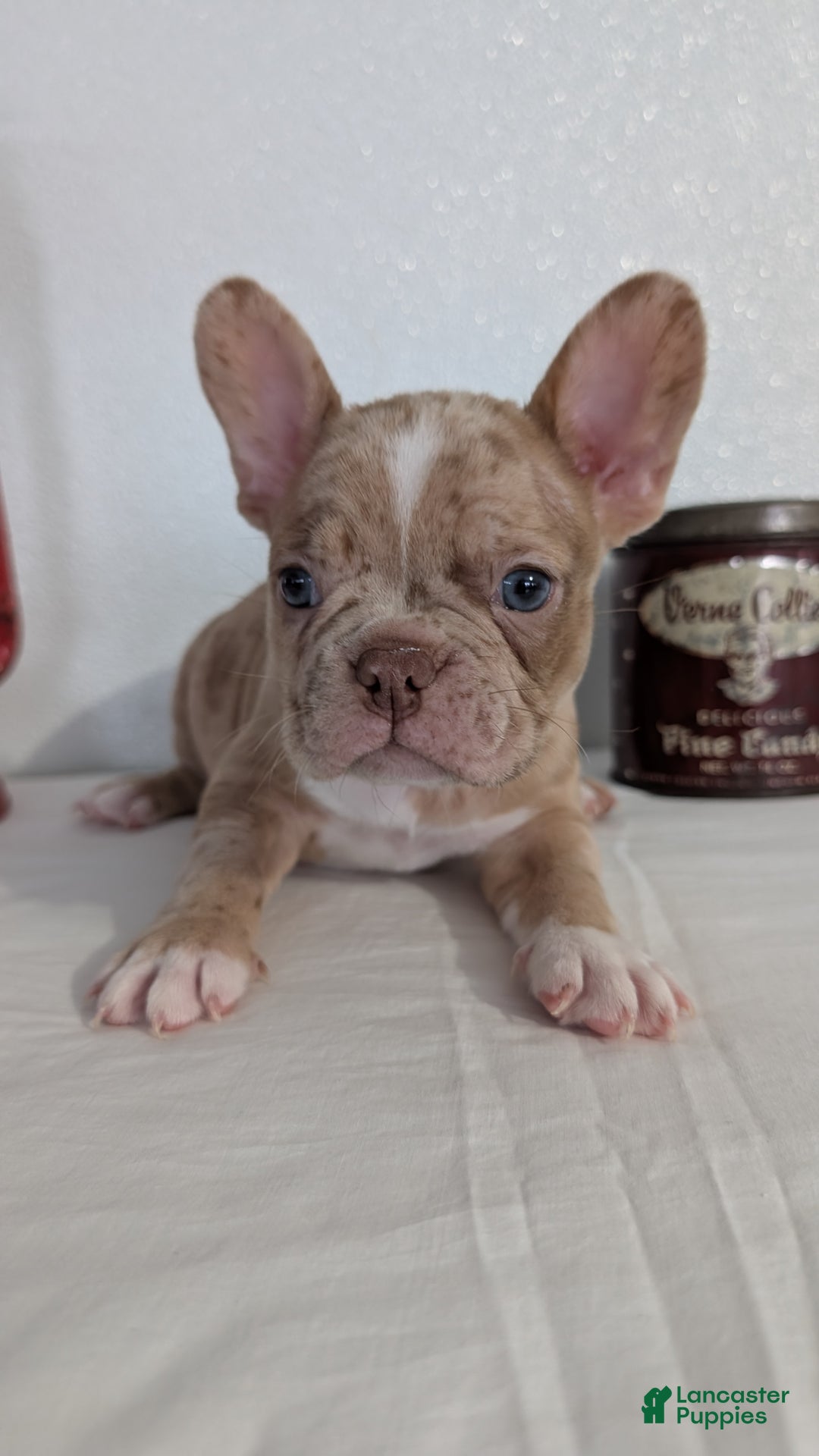 Frenchton dogs for sale: Lance - Ad 3