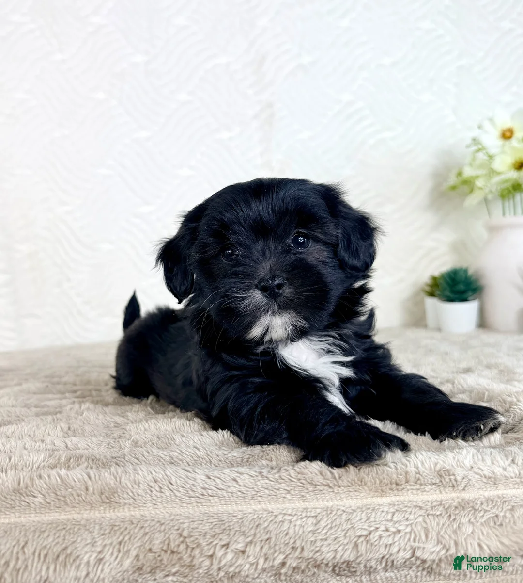Shihpoo dogs for sale: Bentley - Ad 2
