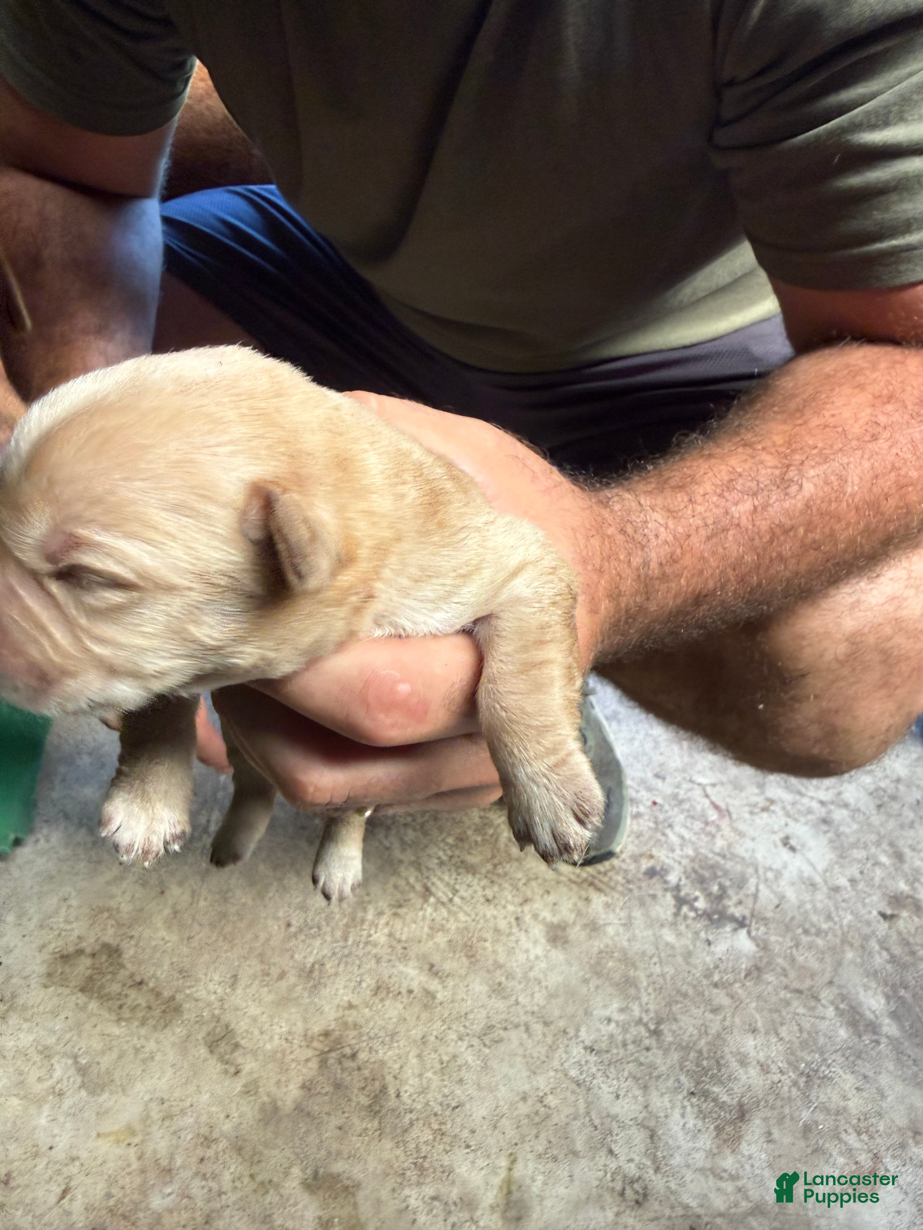 Labrador Retriever dogs Labrador Retriever 10 - Ad 8