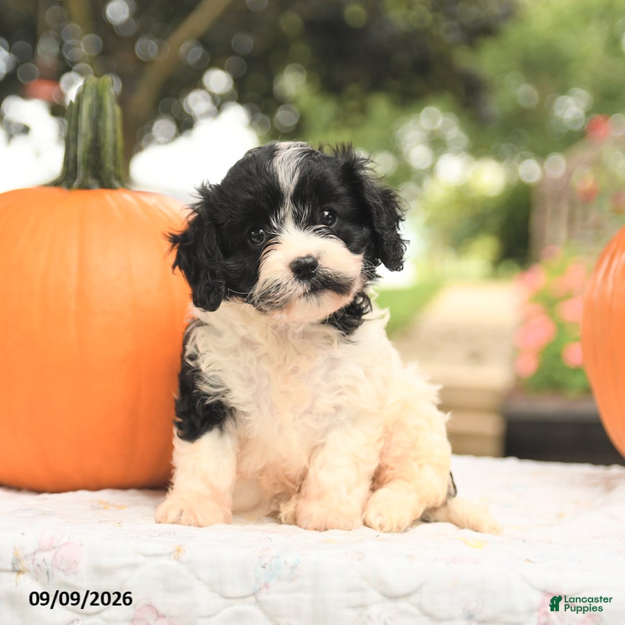 Cavapoo dogs Fancy - Ad 1