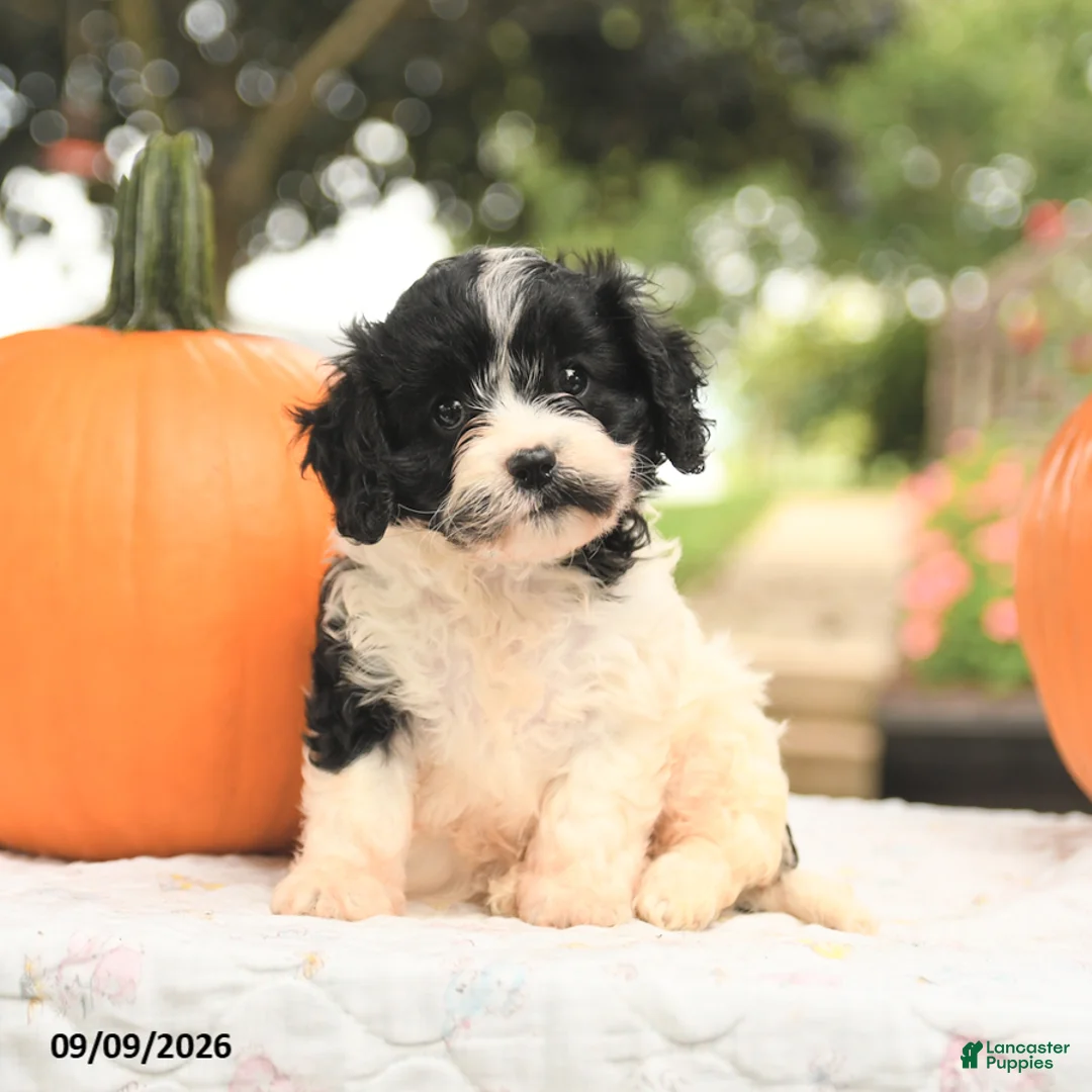 Cavapoo dogs for sale: Fancy - Ad 1