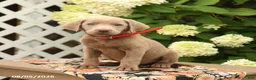 Labrador Retriever dogs for sale: Mars  - Ad 3