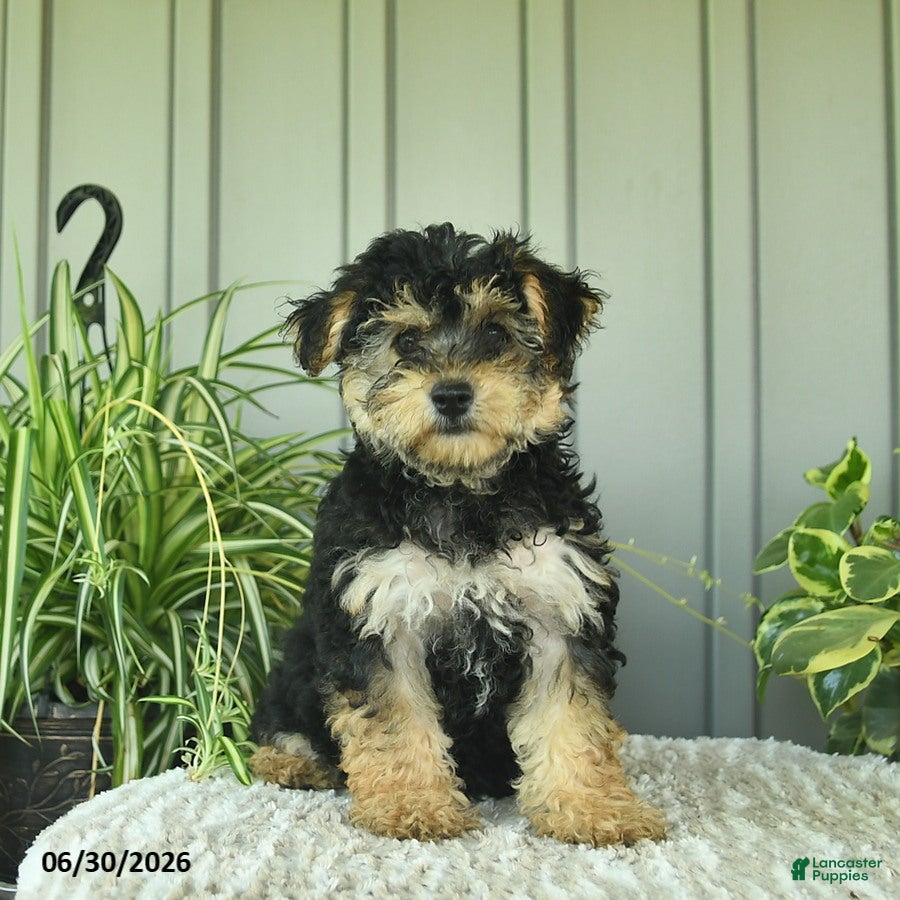 Yorkiepoo dogs Butterfly - Ad 1