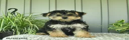 Yorkiepoo dogs for sale: Butterfly - Ad 1