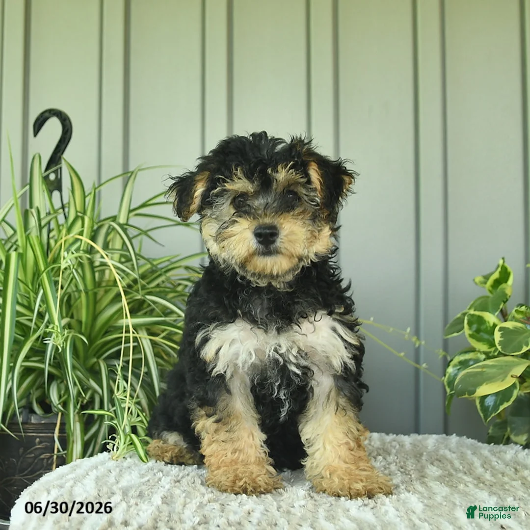 Yorkiepoo dogs for sale: Butterfly - Ad 1