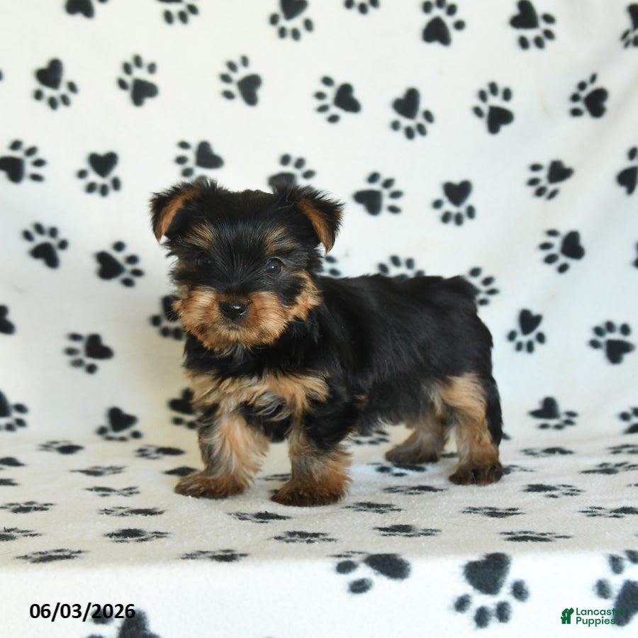 Yorkshire Terrier dogs Willow - Ad 1