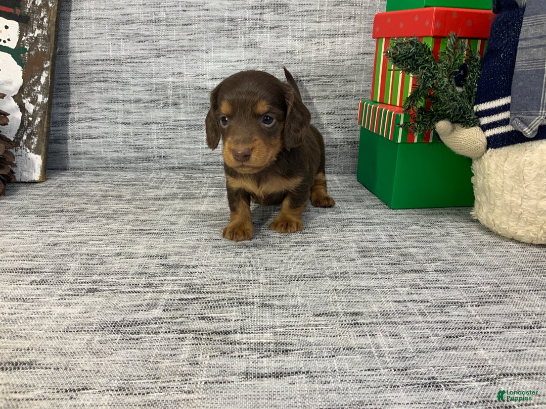Miniature Dachshund dogs for sale: Nick - Ad 6
