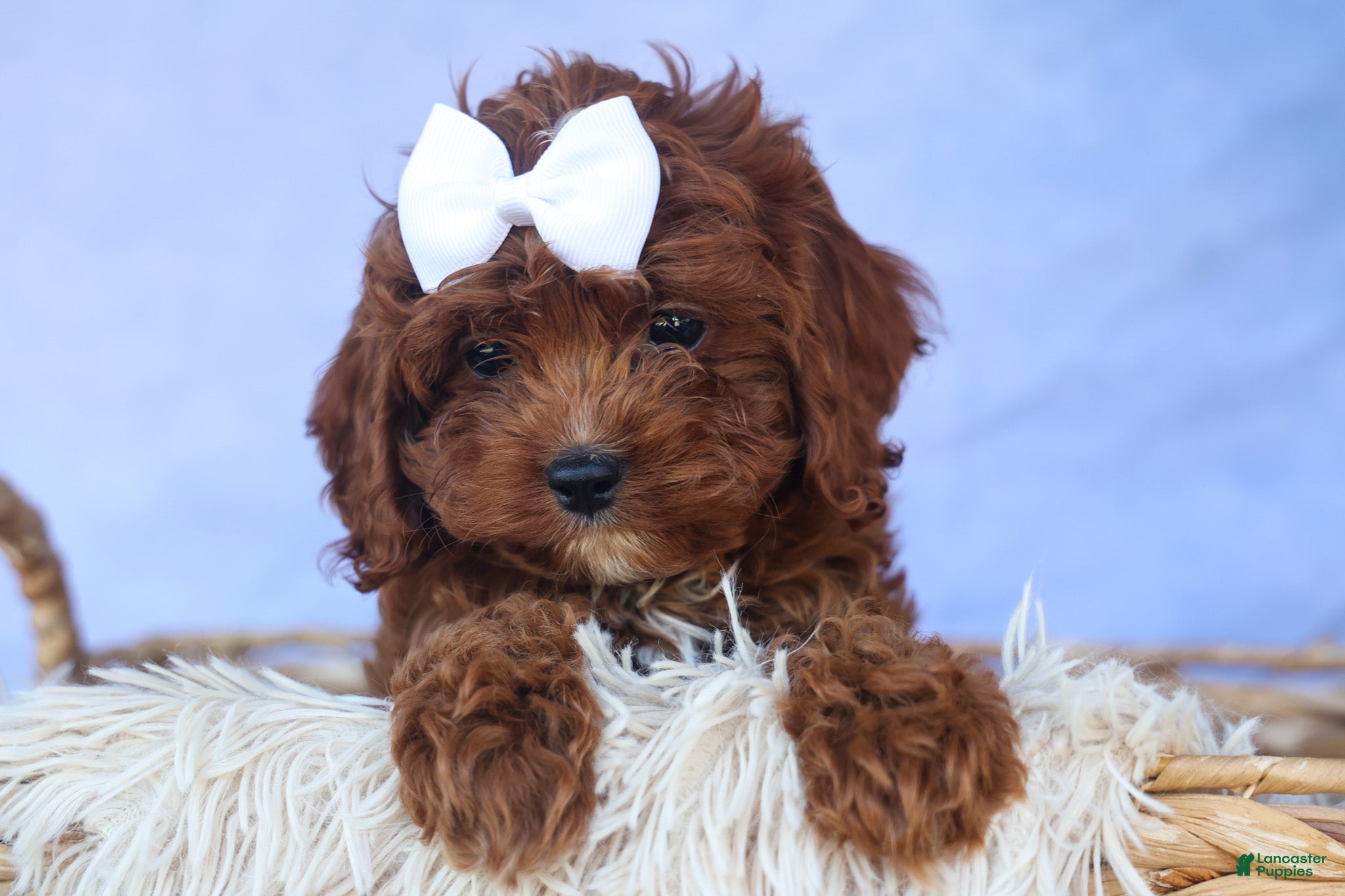Cavapoo dogs for sale: RHODA - Ad 2