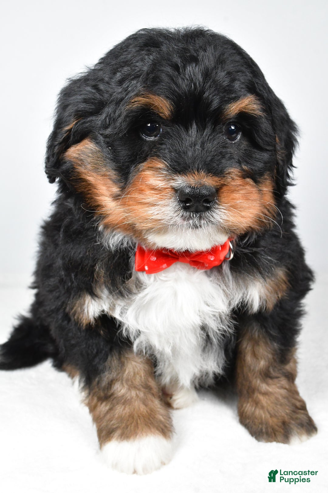 Mini Bernedoodle dogs for sale: Axel - Ad 4