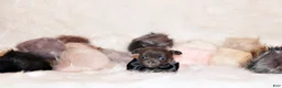 Chihuahua dogs for sale: Edgar - Ad 3