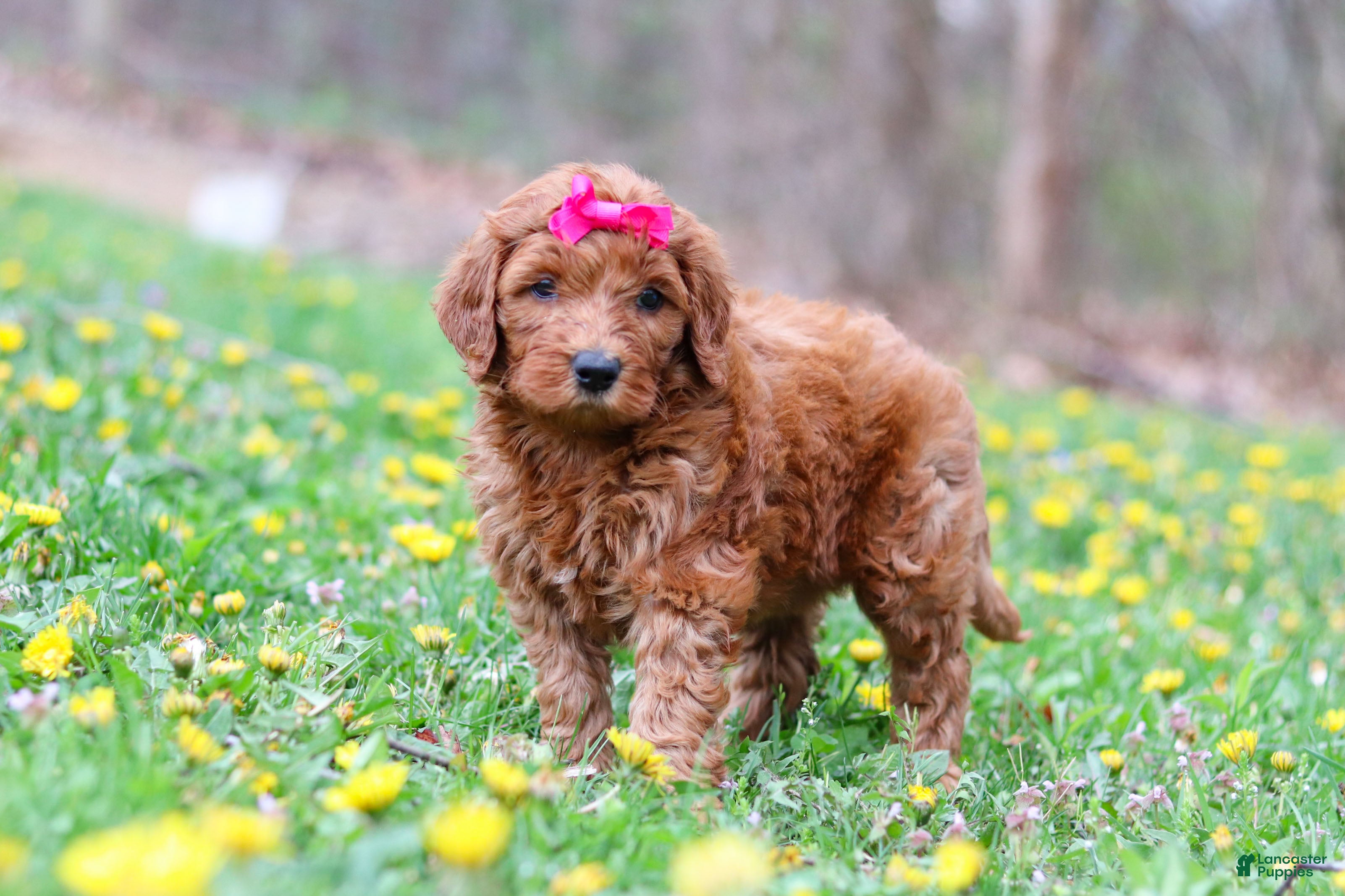 Goldendoodle dogs Lainey F1b - Ad 1