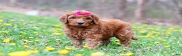 Goldendoodle dogs for sale: Lainey F1b - Ad 1