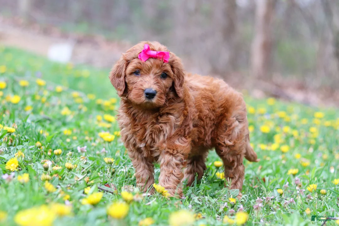 Goldendoodle dogs for sale: Lainey F1b - Ad 1