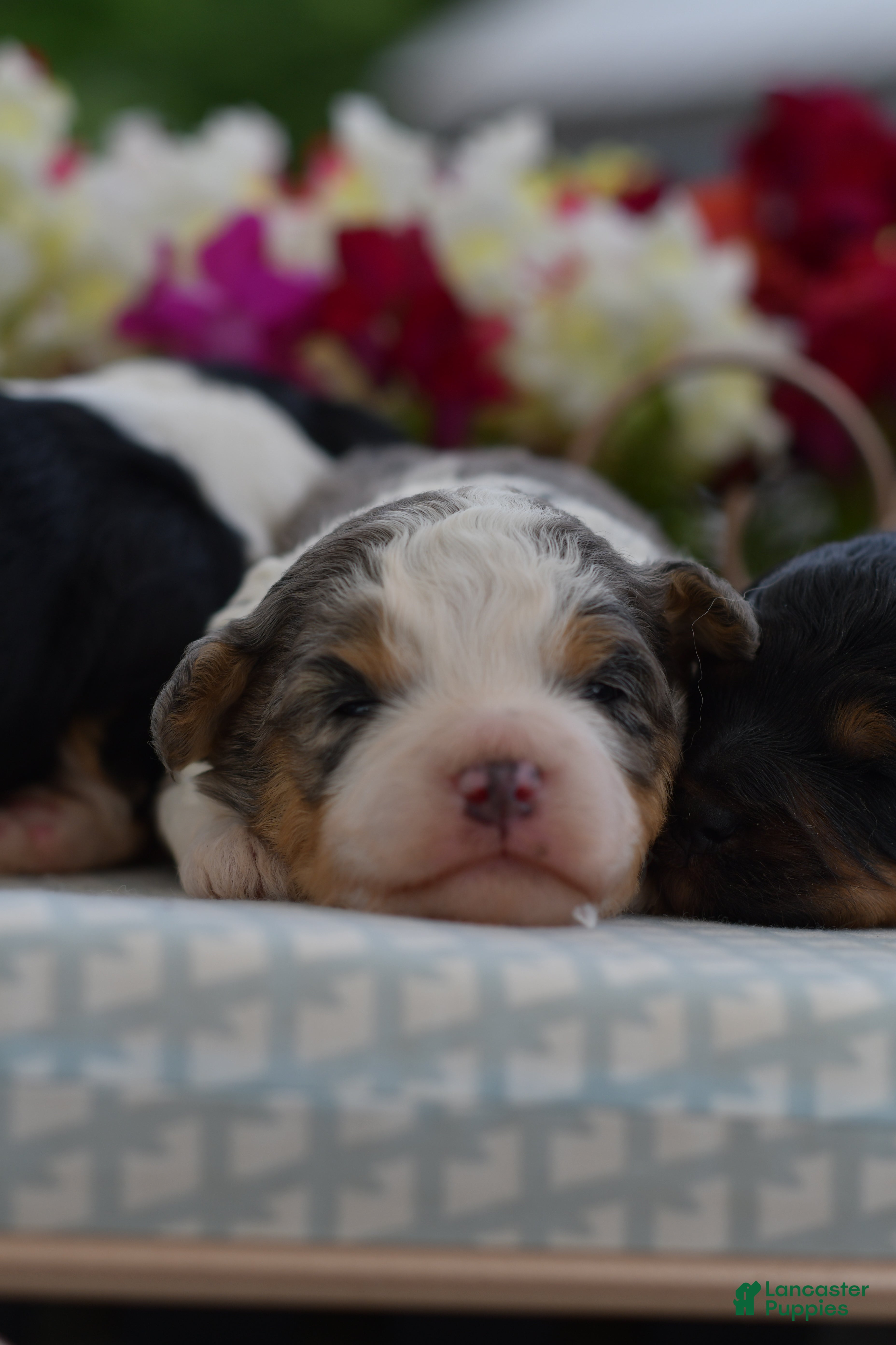 Aussiedoodle dogs Aussiedoodle Puppy 4 - Ad 2