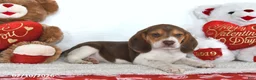 Beagle dogs for sale: Cooper - Ad 4