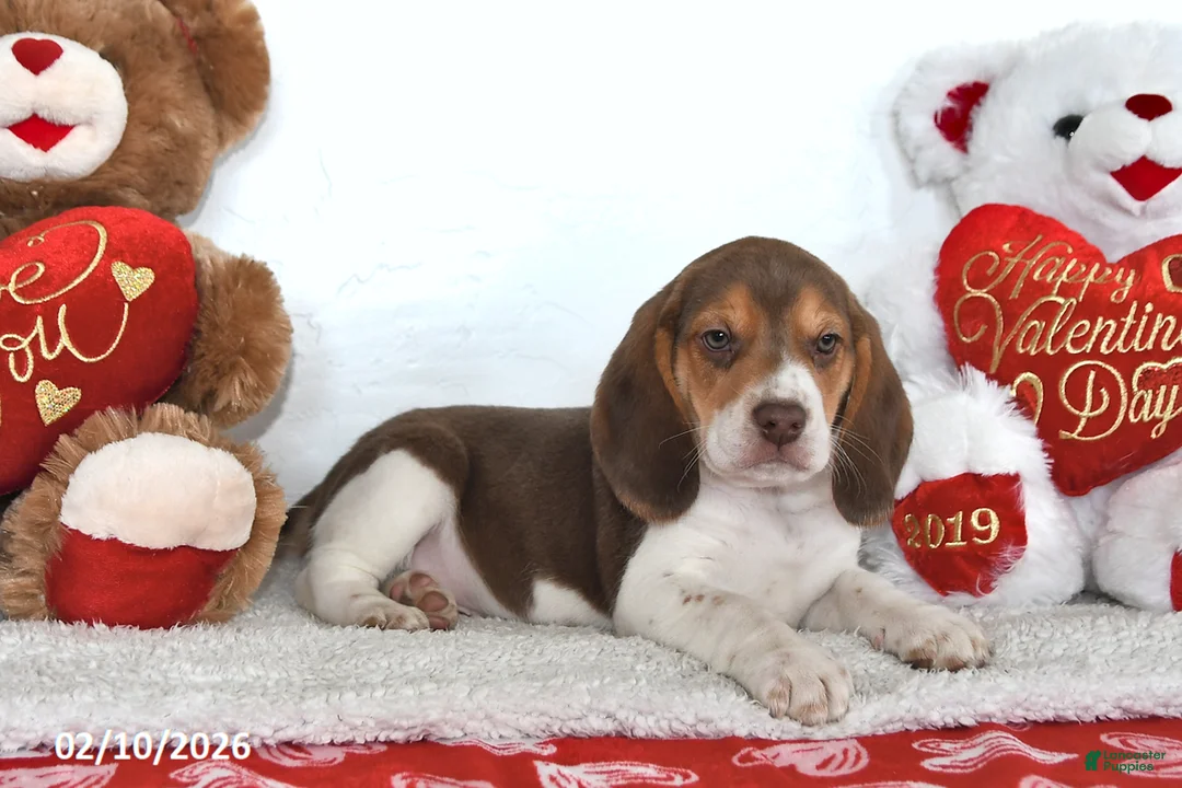 Beagle dogs for sale: Cooper - Ad 4