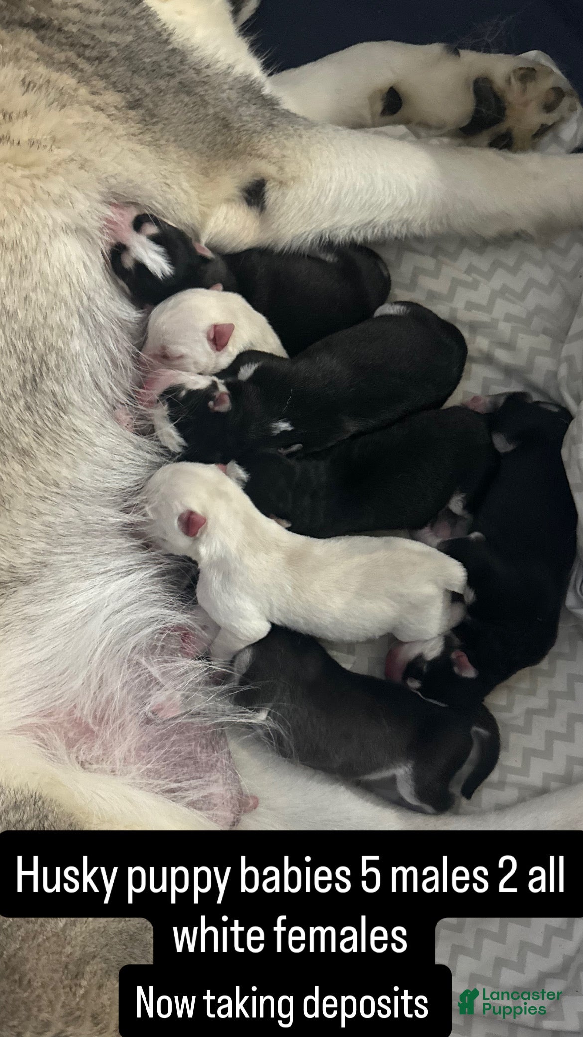 Siberian Husky dogs Siberian Husky Puppy 1 - Ad 3