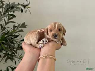Mini Goldendoodle dogs Bree - Ad 5