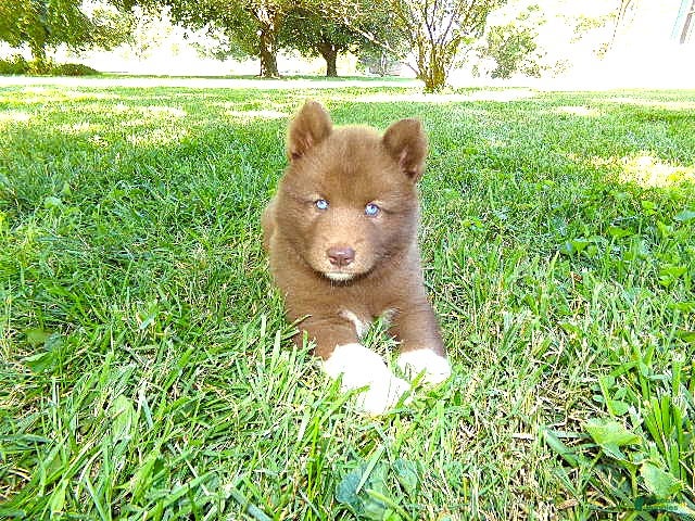 Siberian Husky dogs S5 - Ad 2