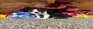 Boston Terrier 2