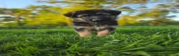 German Shepherd dogs for sale: Abby - Ad 1